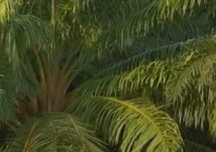 Palma
