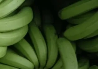 Plátano
