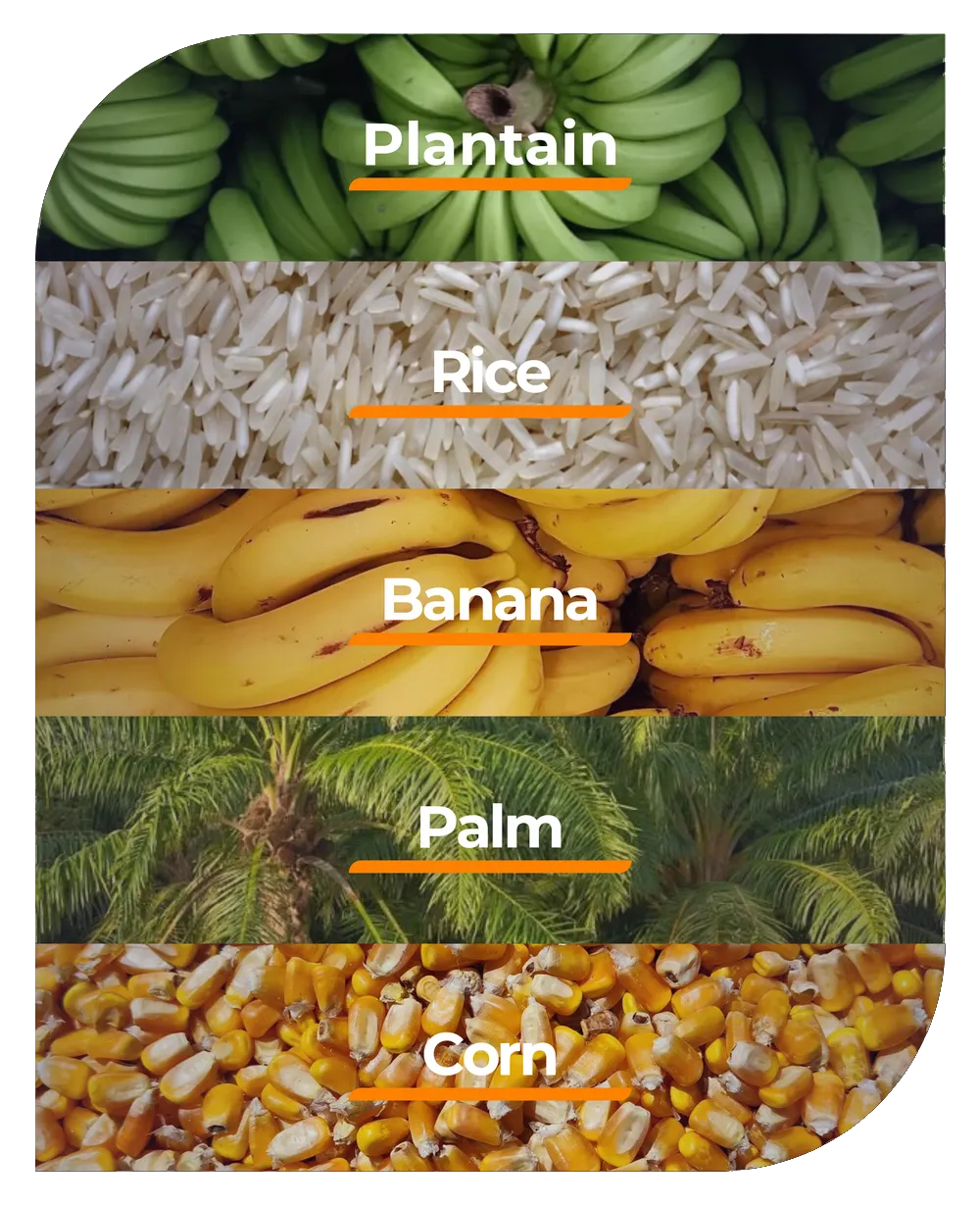 Plantain, rice, banana, oil palm and corn