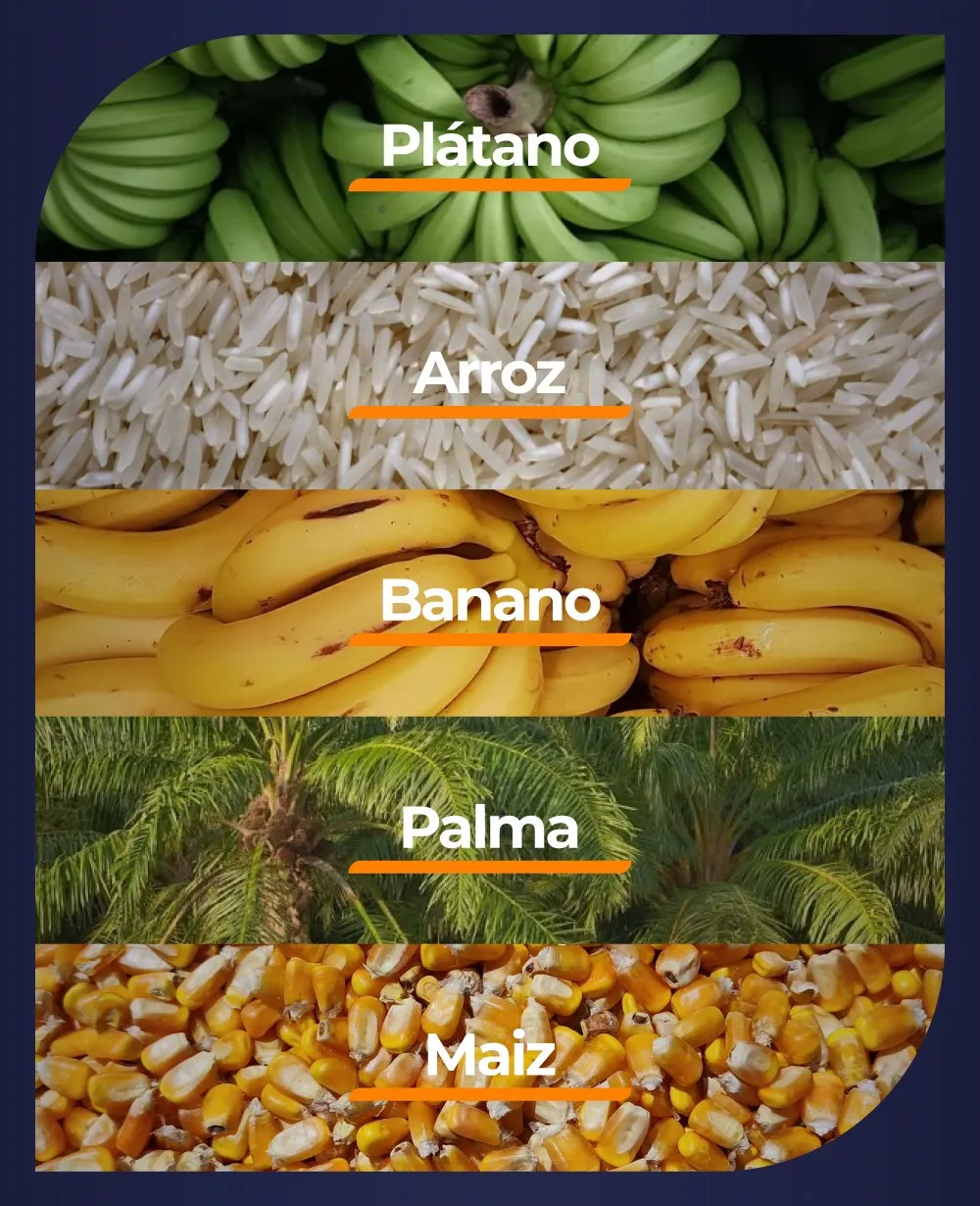 Plátano, arroz, banano, palma y maíz