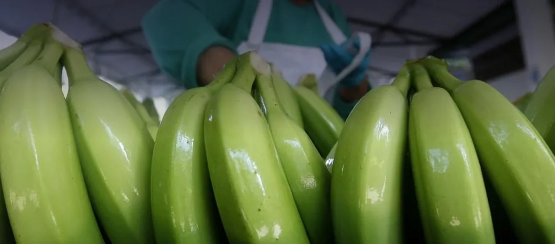 Banano verde en la empacadora
